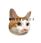 はちわれ猫の力丸さん（個別スタンプ：2）