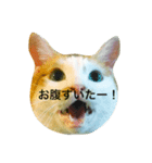 はちわれ猫の力丸さん（個別スタンプ：3）