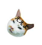 はちわれ猫の力丸さん（個別スタンプ：4）