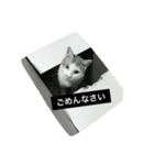 はちわれ猫の力丸さん（個別スタンプ：5）