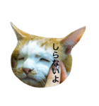 はちわれ猫の力丸さん（個別スタンプ：6）