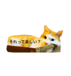 はちわれ猫の力丸さん（個別スタンプ：7）