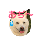 柴犬バニラくん（個別スタンプ：1）
