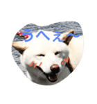 柴犬バニラくん（個別スタンプ：2）