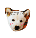 柴犬バニラくん（個別スタンプ：3）