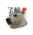 柴犬バニラくん（個別スタンプ：5）