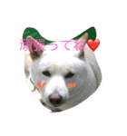 柴犬バニラくん（個別スタンプ：7）