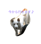 柴犬バニラくん（個別スタンプ：8）