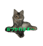 きじとらニャンコのruibaro（個別スタンプ：8）