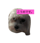 ジャスミンと仲間たち（個別スタンプ：5）