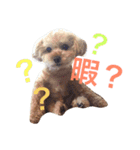 もこみファミリー（個別スタンプ：7）