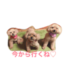 もこみファミリー（個別スタンプ：16）
