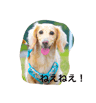 cooper cooper（個別スタンプ：1）