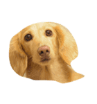 cooper cooper（個別スタンプ：7）