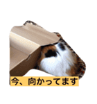 がんばりません（個別スタンプ：4）
