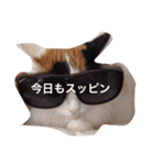 がんばりません（個別スタンプ：5）
