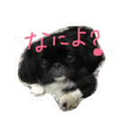 ペキニーズパラダイス（個別スタンプ：1）