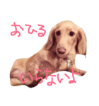めんまのめんちゃん（個別スタンプ：5）