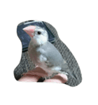 bird tiro（個別スタンプ：2）