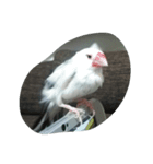 bird tiro（個別スタンプ：5）