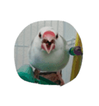 bird tiro（個別スタンプ：6）