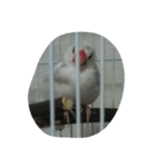 bird tiro（個別スタンプ：7）