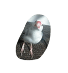 bird tiro（個別スタンプ：8）