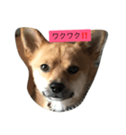 わんこのつぶやき 僕、テリー（個別スタンプ：1）