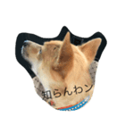 わんこのつぶやき 僕、テリー（個別スタンプ：8）