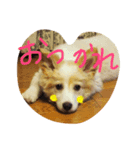 ぽん太のゆるーい日常（個別スタンプ：1）