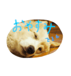 ぽん太のゆるーい日常（個別スタンプ：2）