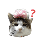 姉妹ニャンズのスタンプにゃ（個別スタンプ：1）