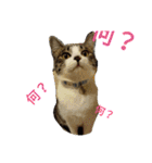 姉妹ニャンズのスタンプにゃ（個別スタンプ：2）