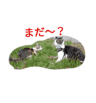 姉妹ニャンズのスタンプにゃ（個別スタンプ：11）