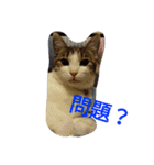 姉妹ニャンズのスタンプにゃ（個別スタンプ：17）