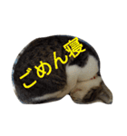 姉妹ニャンズのスタンプにゃ（個別スタンプ：23）