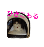 姉妹ニャンズのスタンプにゃ（個別スタンプ：32）