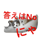 姉妹ニャンズのスタンプにゃ（個別スタンプ：34）