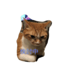 吾輩はニャンコ（家猫リコピンの日常）（個別スタンプ：1）