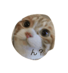 吾輩はニャンコ（家猫リコピンの日常）（個別スタンプ：3）