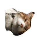 吾輩はニャンコ（家猫リコピンの日常）（個別スタンプ：5）