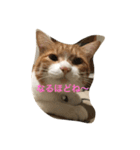 吾輩はニャンコ（家猫リコピンの日常）（個別スタンプ：7）