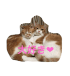 吾輩はニャンコ（家猫リコピンの日常）（個別スタンプ：8）
