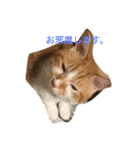 吾輩はニャンコ（家猫リコピンの日常）（個別スタンプ：10）