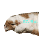 吾輩はニャンコ（家猫リコピンの日常）（個別スタンプ：12）