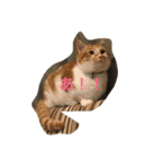 吾輩はニャンコ（家猫リコピンの日常）（個別スタンプ：13）