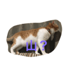 吾輩はニャンコ（家猫リコピンの日常）（個別スタンプ：14）