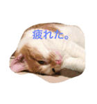吾輩はニャンコ（家猫リコピンの日常）（個別スタンプ：15）