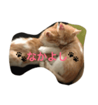 吾輩はニャンコ（家猫リコピンの日常）（個別スタンプ：16）