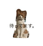 吾輩はニャンコ（家猫リコピンの日常）（個別スタンプ：18）